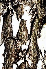 Dieter_onken-1