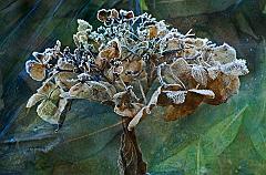 Reinhild_Homburg-2