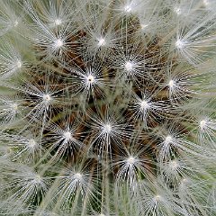 Birgit_Hahn-2