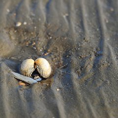 Michael_Brose-3
